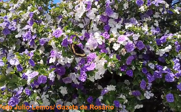 Primavera chega com frio em Rosário do Sul e RS